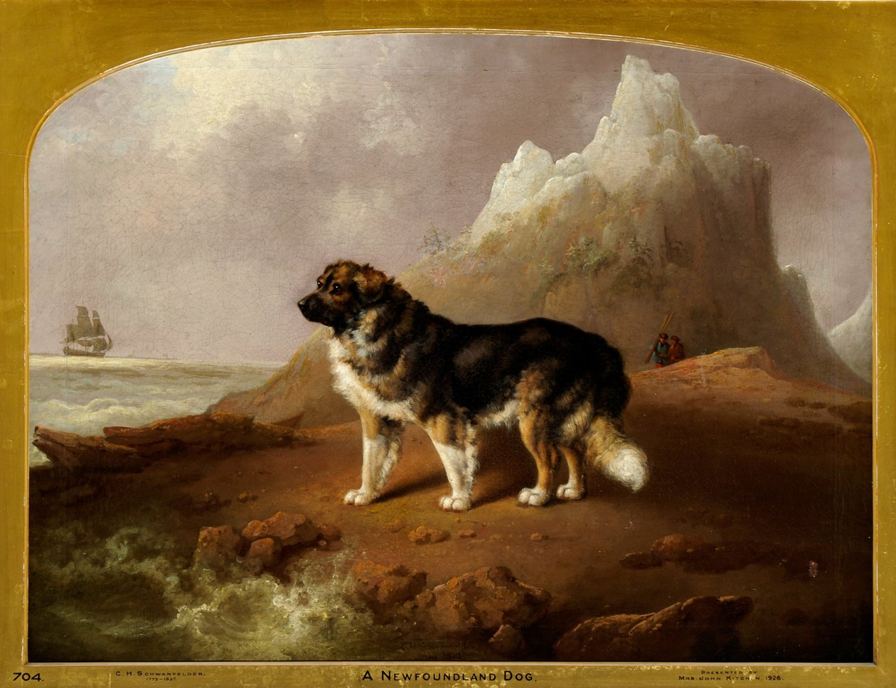 Een Newfoundland hond door Charles Henry Schwanfelder