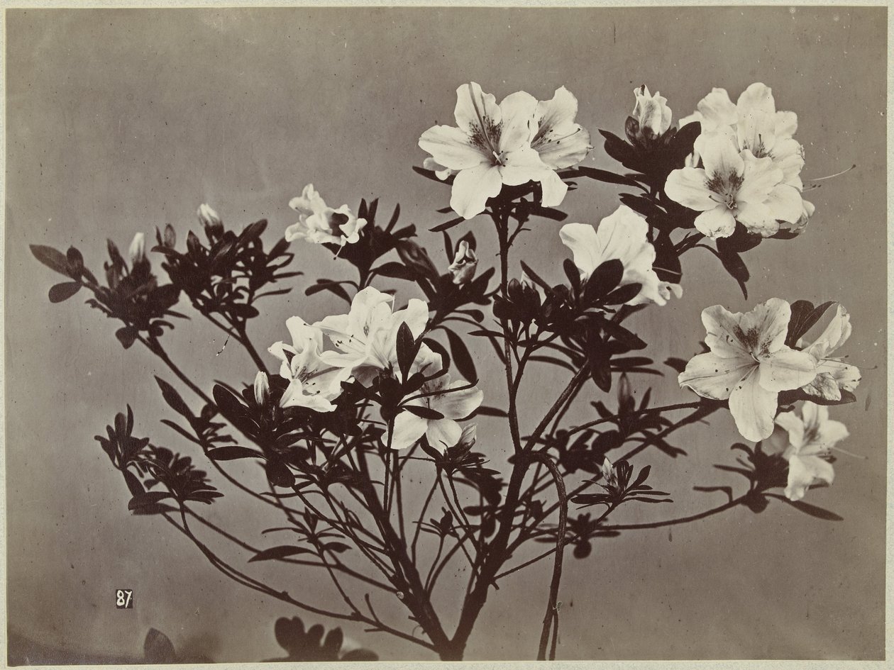 Bloemstilleven met lelies door Charles Hippolyte Aubry