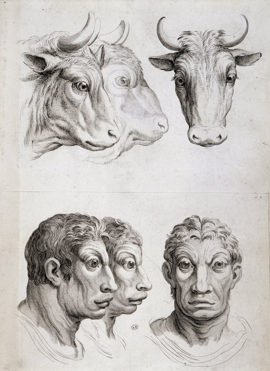 Vergelijking tussen mannen en vee door Charles Le Brun
