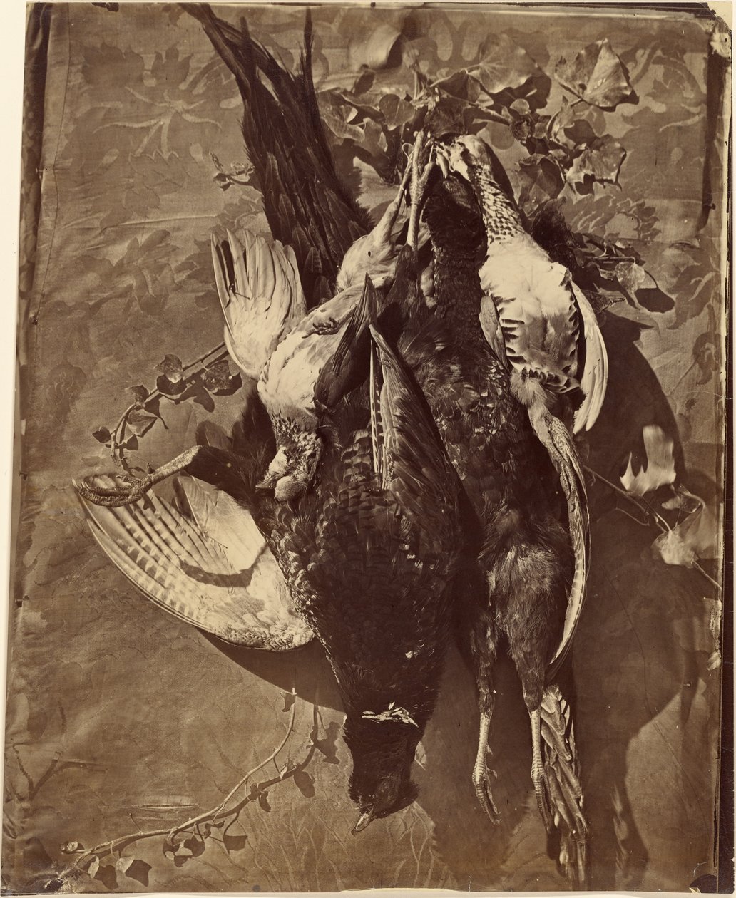 [Stilleven van wildvogel met veren]. door Charles Nègre