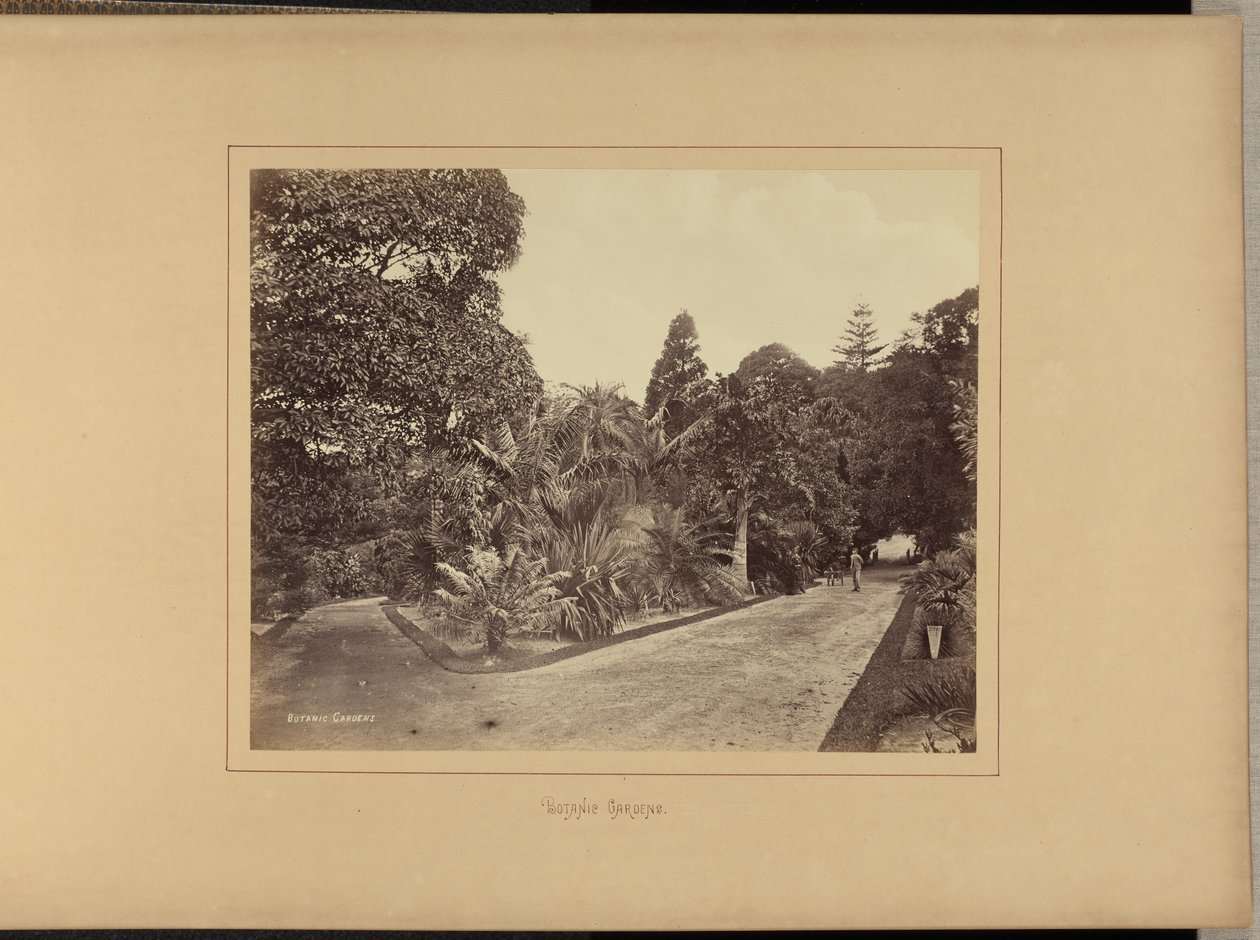 Botanische tuinen door Charles Percy Pickering