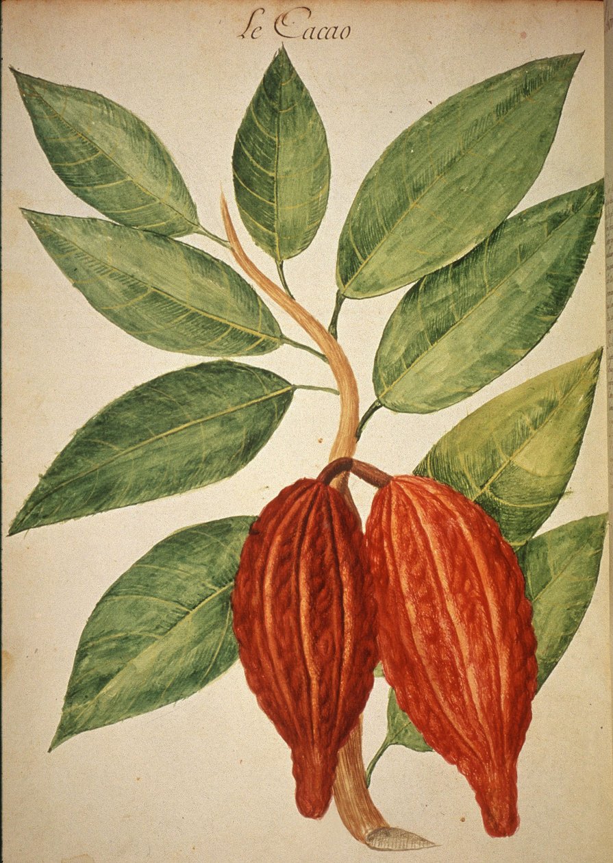 Cacao door Charles Plumier