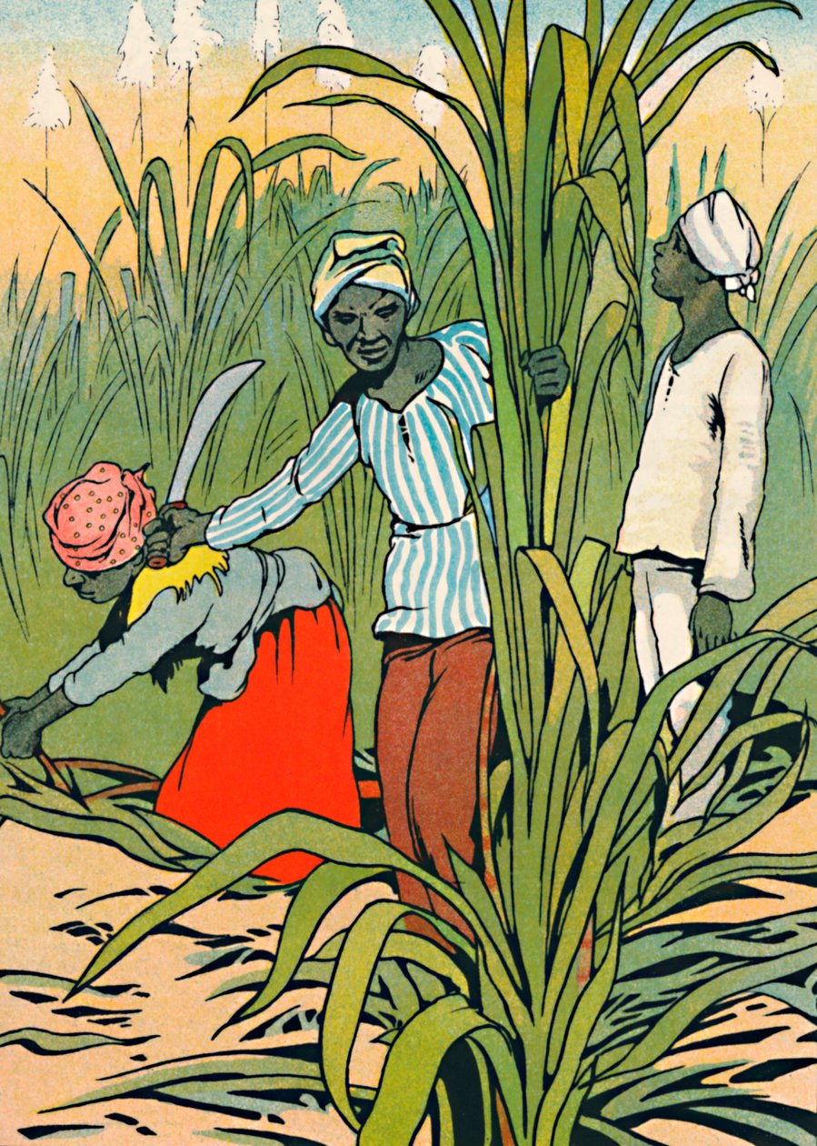Aan het werk tussen de suikerriet, 1912 door Charles Robinson