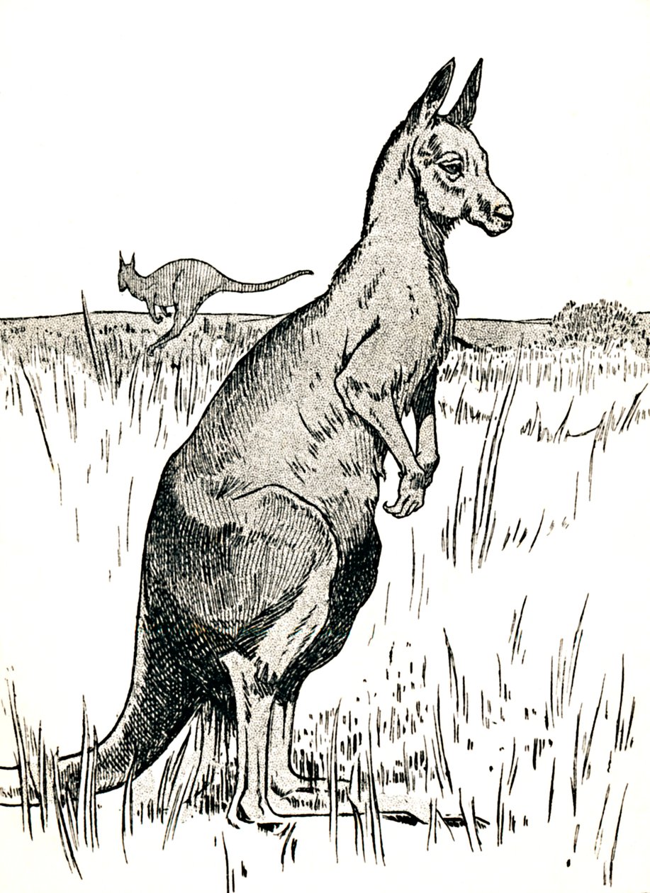 De kangoeroe, 1912 door Charles Robinson
