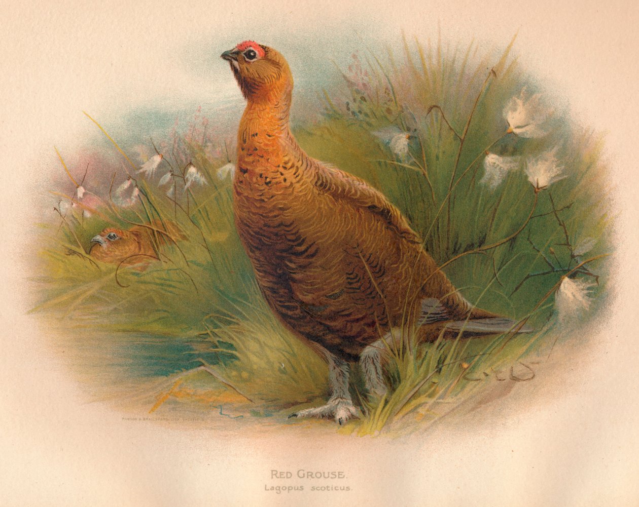 Rode korhoen Lagopus scoticus, 1900 door Charles Whymper