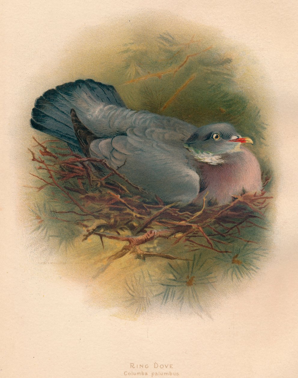 Ringduif Columbs palumbus, 1900 door Charles Whymper