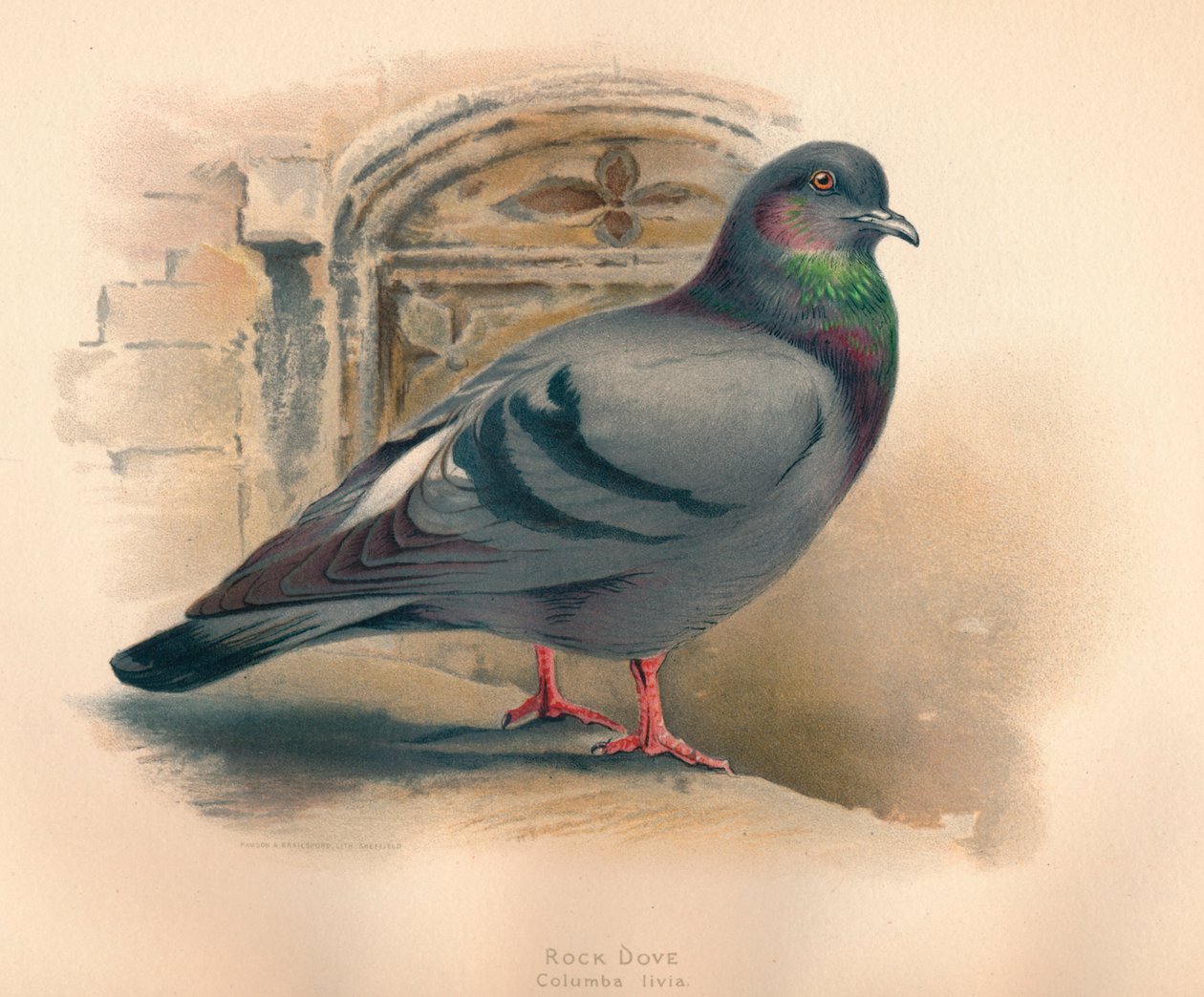 Rotsduif Columba livia, ca. 1900 door Charles Whymper