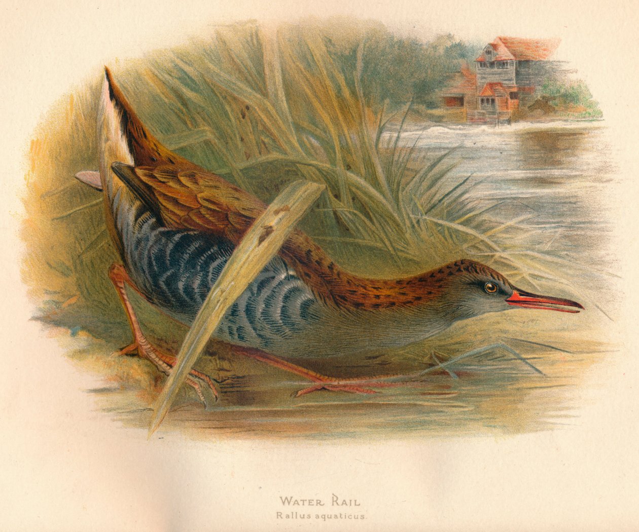 Waterral Rallus aquaticus, 1900, 1900 door Charles Whymper