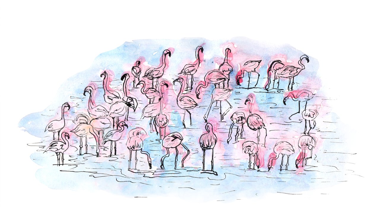 Flamingo