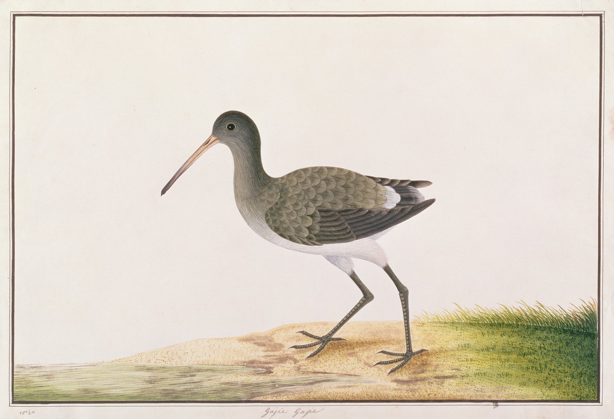 Zwarte Staartgodwit, uit Tekeningen van Vogels uit Malakka, c.1805-18 door Chinese School
