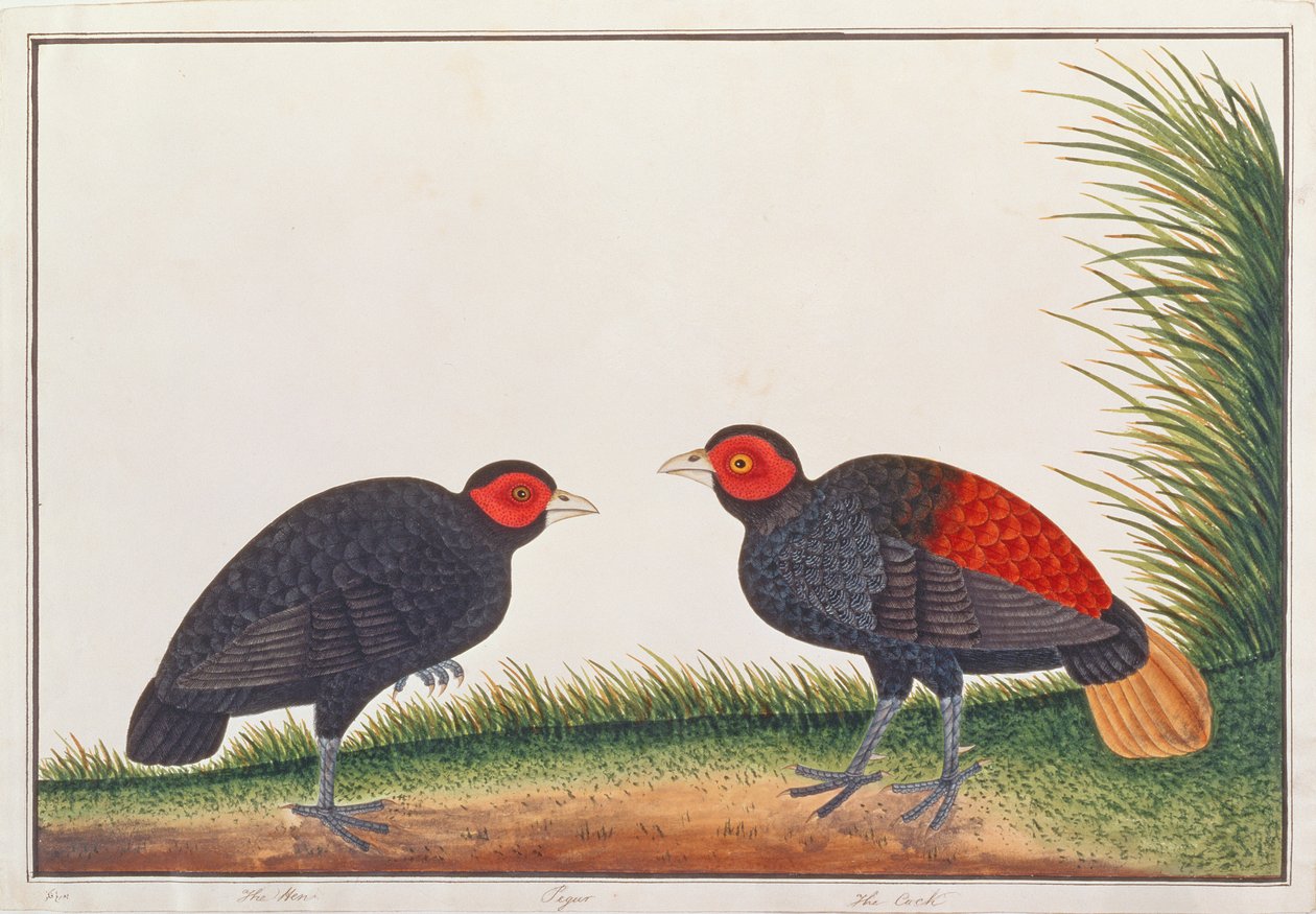 Kamloze Vuurvogel, uit Tekeningen van Vogels uit Malakka, c.1805-18 door Chinese School