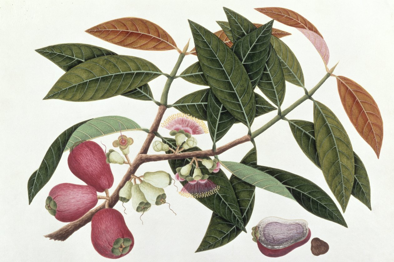 Jamboo Telore mera of Eugenia Malacceusis, uit Tekeningen van Planten uit Malakka, c.1805-18 door Chinese School