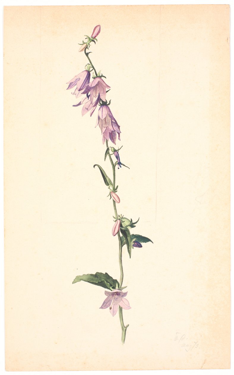 Campanula door Christen Dalsgaard