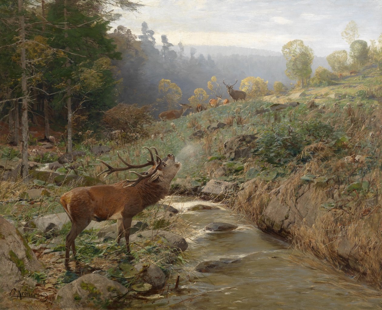 Rothertenkudde op een open plek in het bos door Christian Kröner