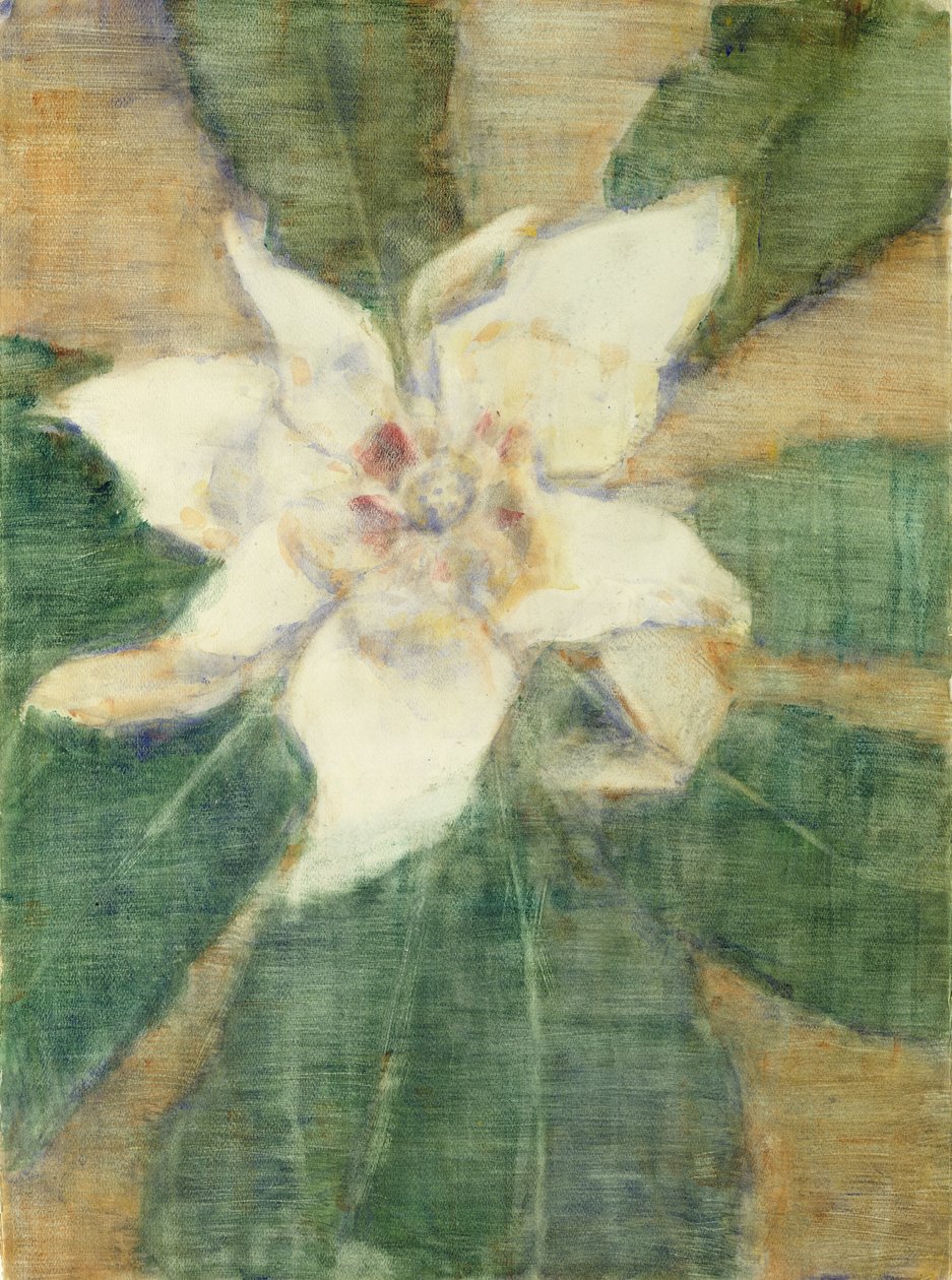 Magnolia Grandiflora door Christian Rohlfs
