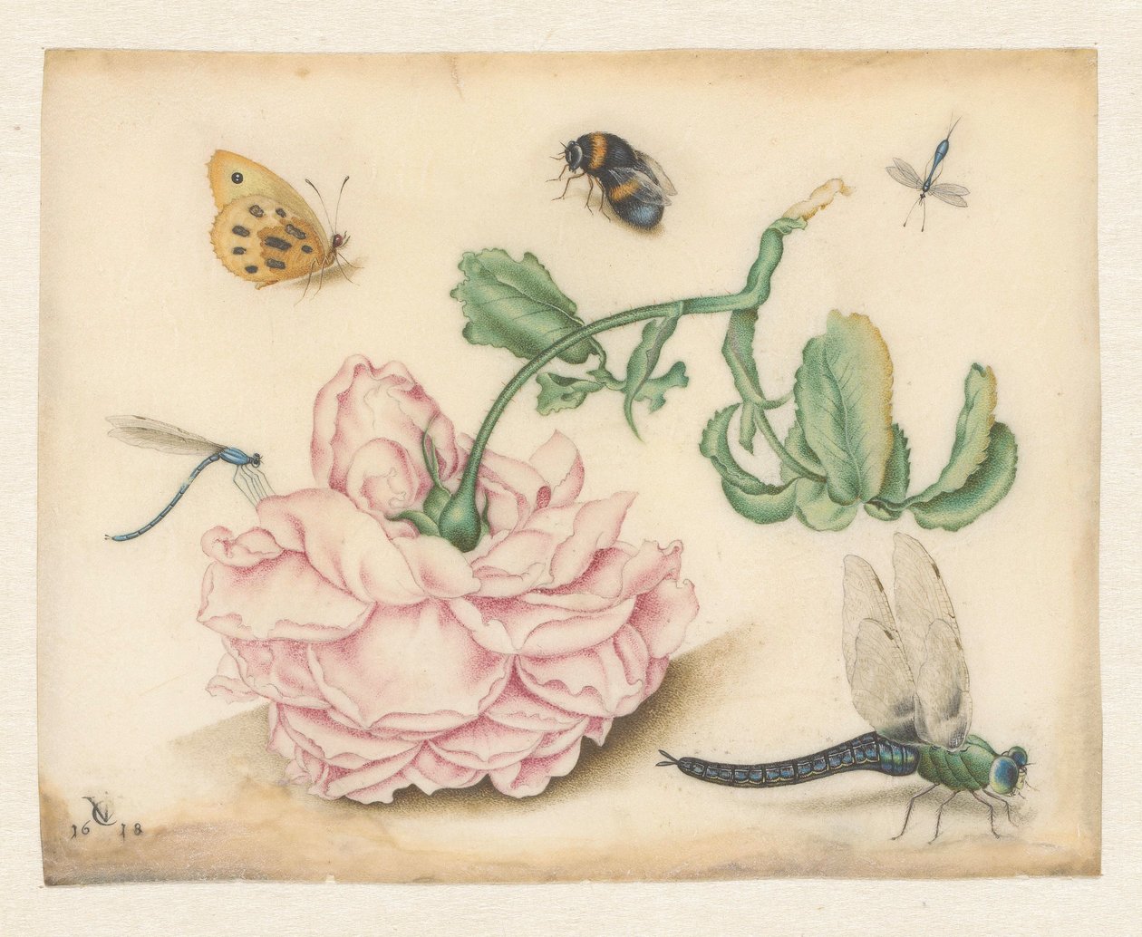 Een roos en vijf insecten door Christoffel van den Berghe