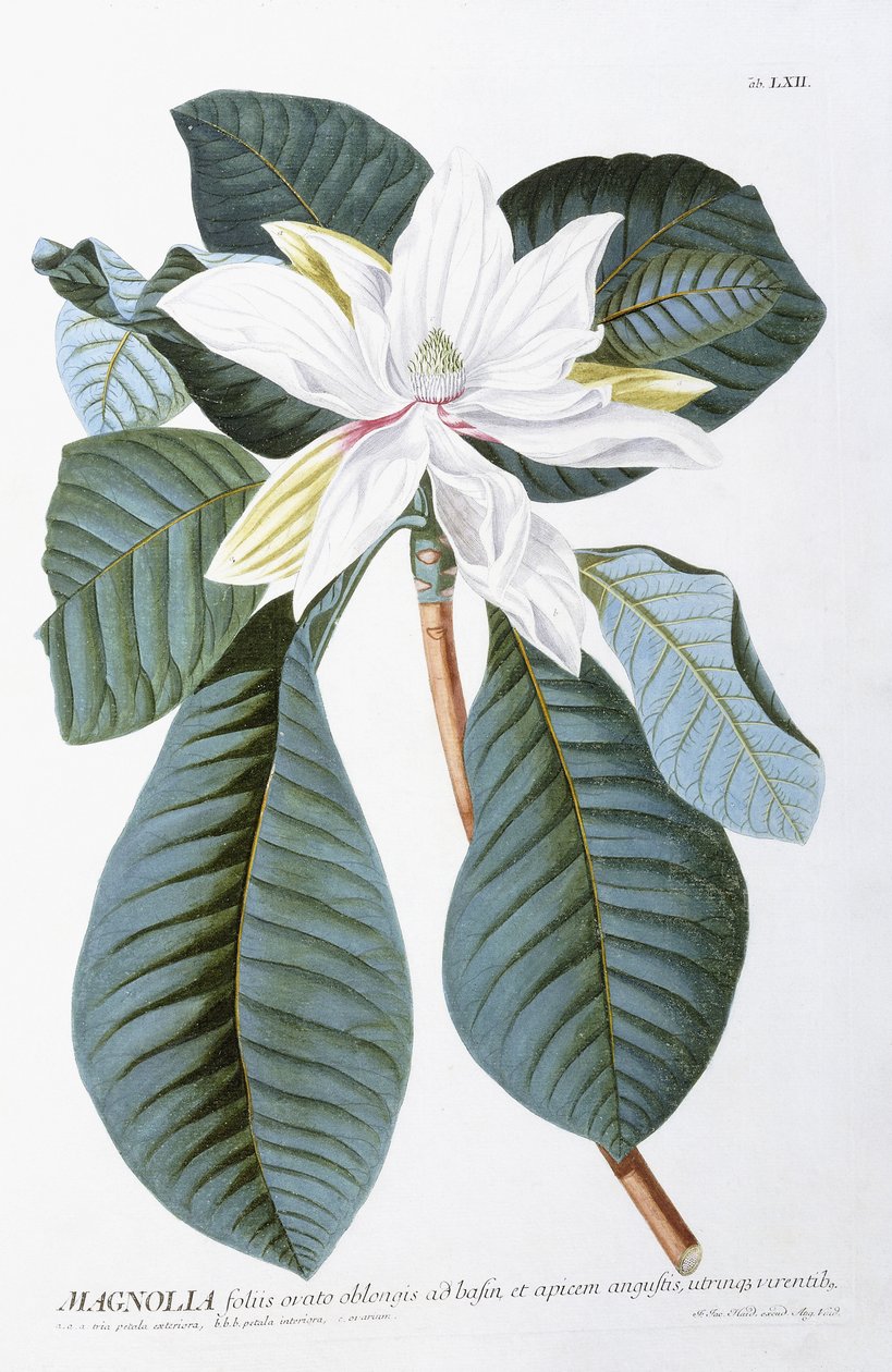 Magnolia, 1750-1773 door Christoph Jacob Trew