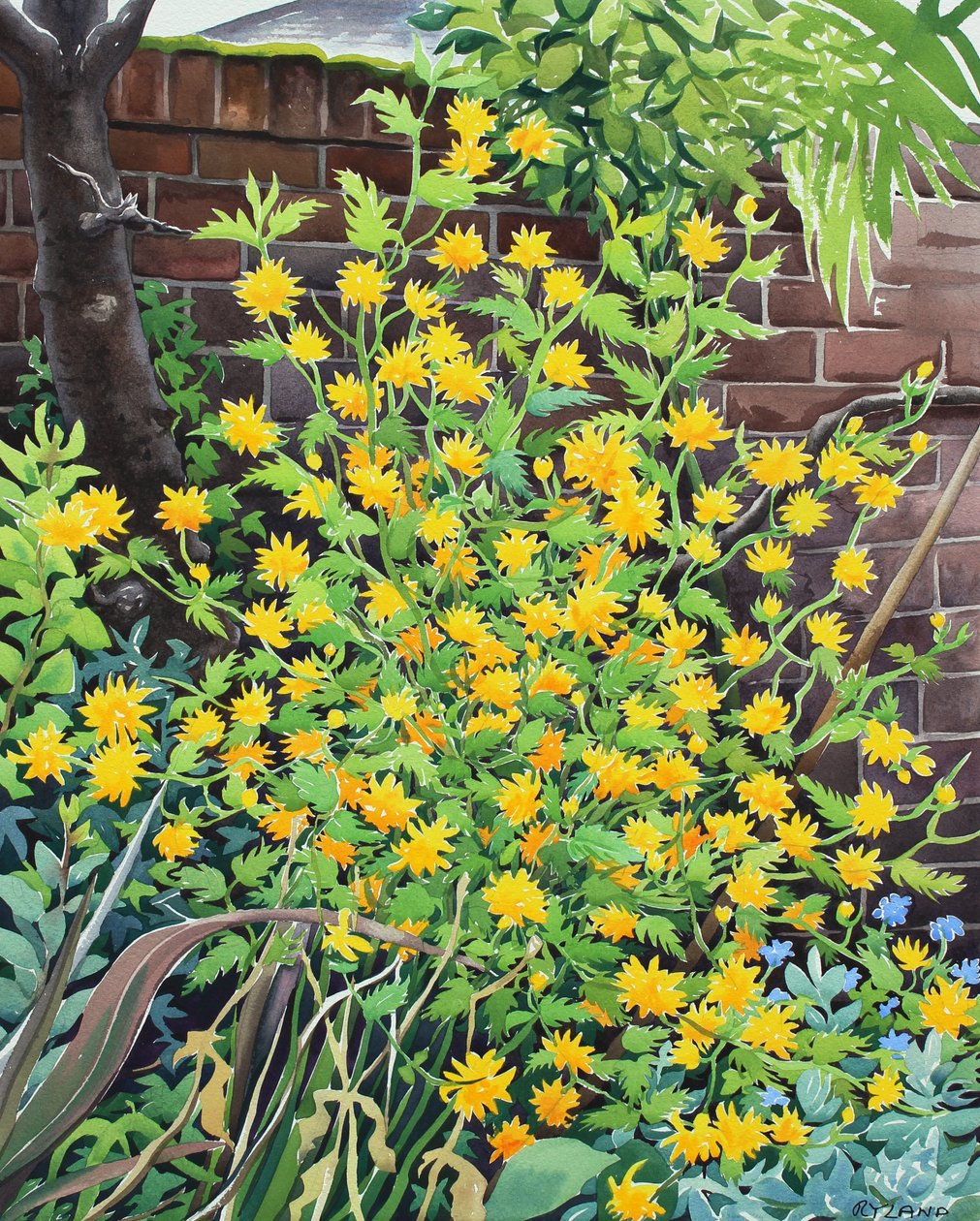 Kerria japonica door Christopher Ryland