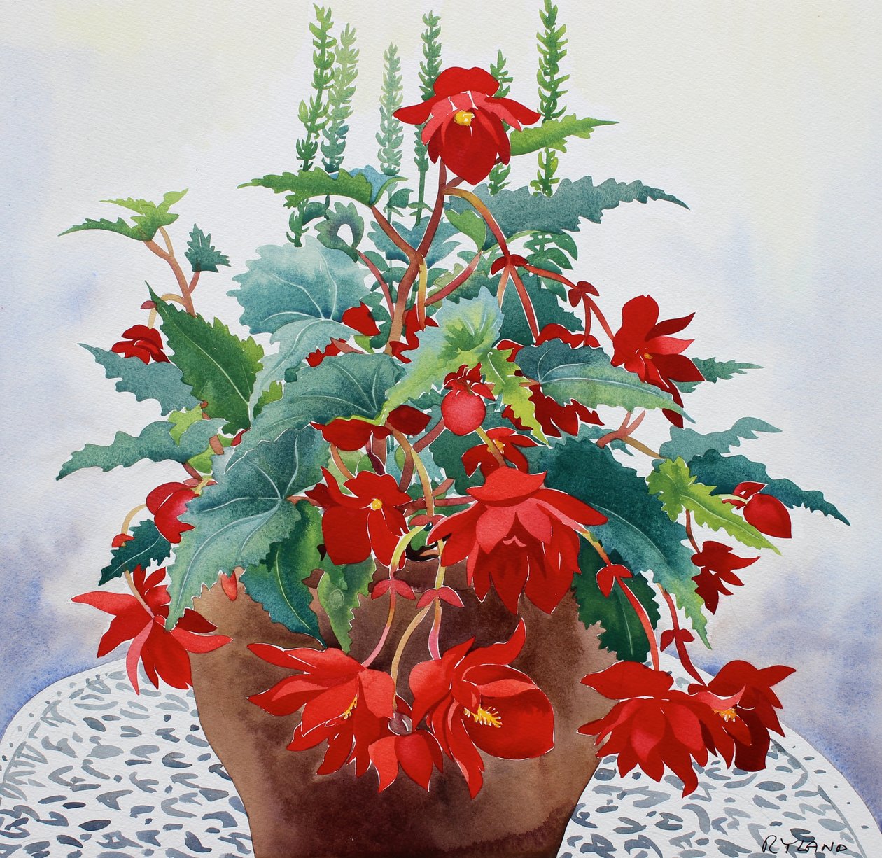 Begonia door Christopher Ryland