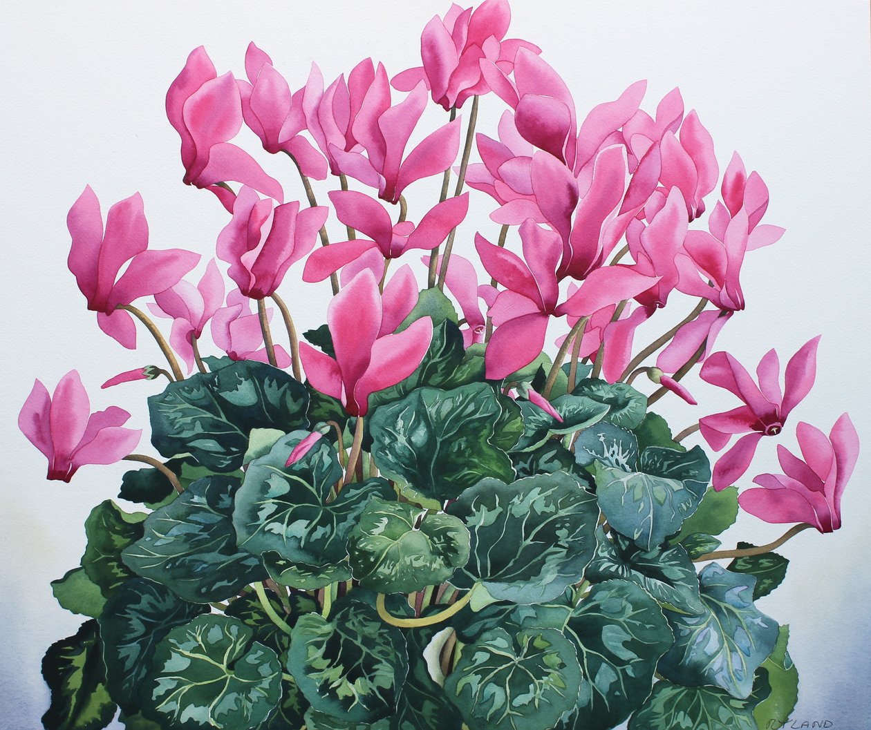 Cyclamen Portret door Christopher Ryland