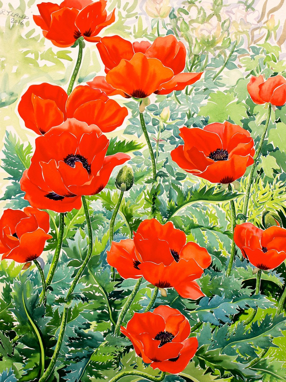 Rode Klaprozen in de Tuin door Christopher Ryland