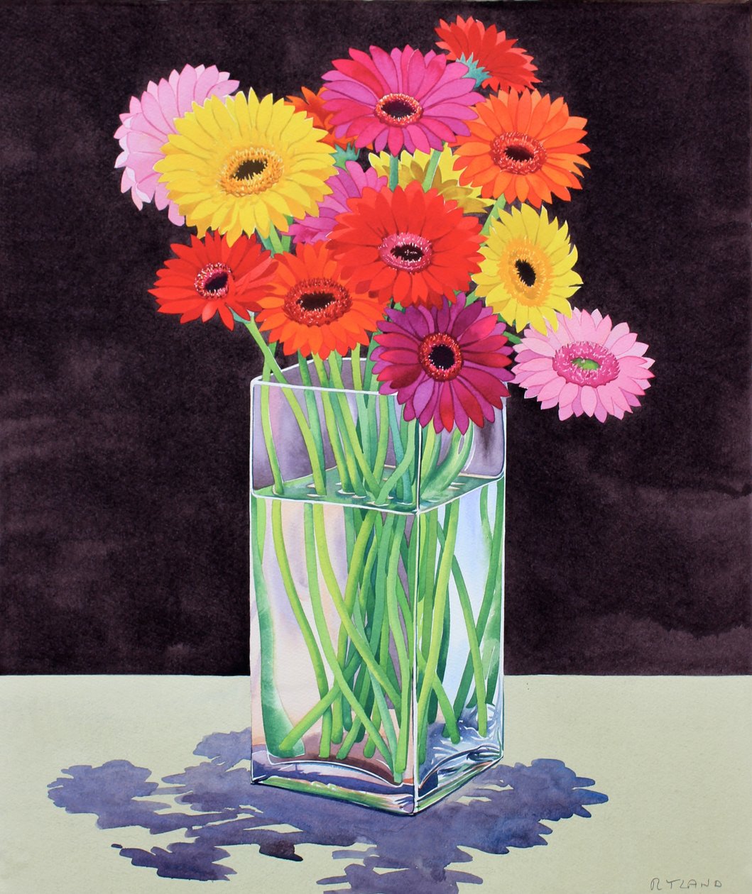 Gerbera