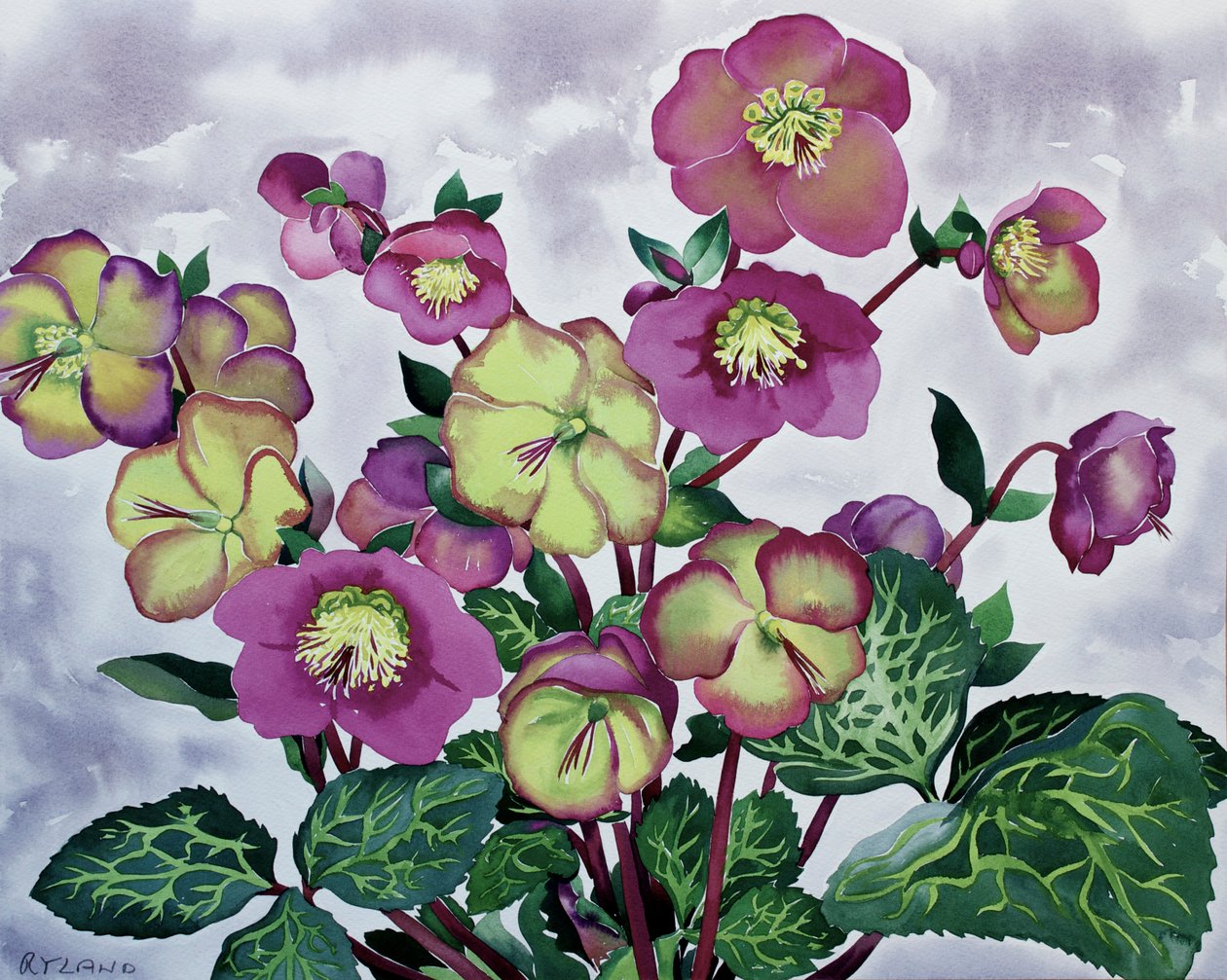 Helleborus (2) door Christopher Ryland