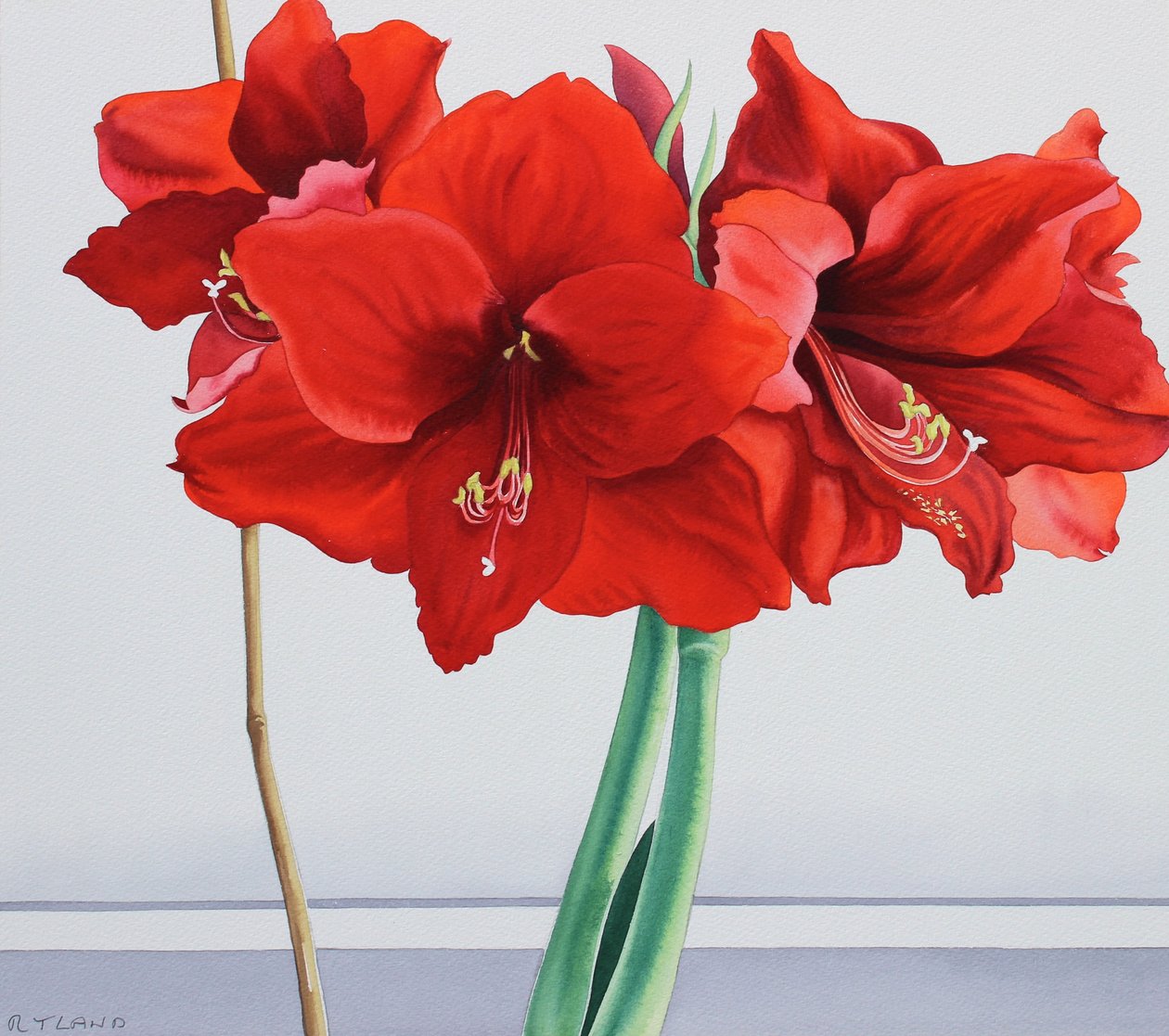 Rode Amaryllis door Christopher Ryland