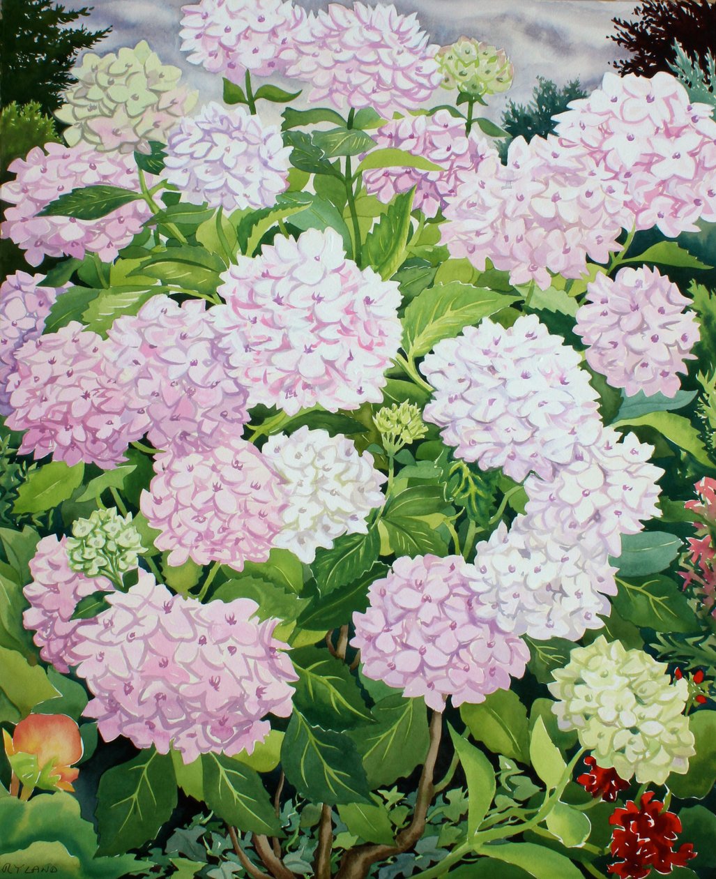Witte hortensia door Christopher Ryland