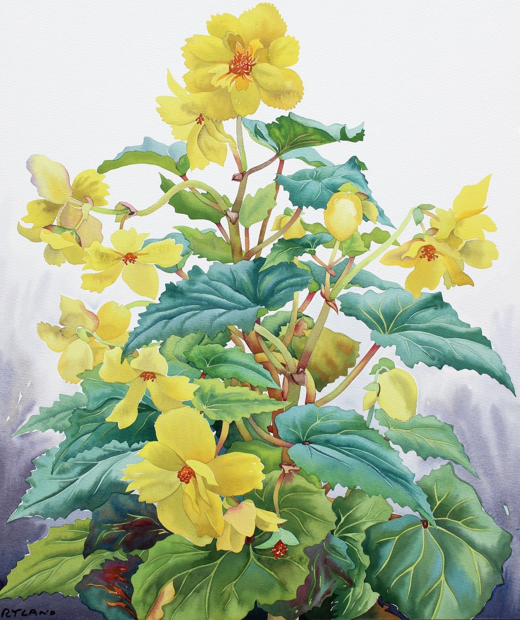 Gele Begonia 2 door Christopher Ryland