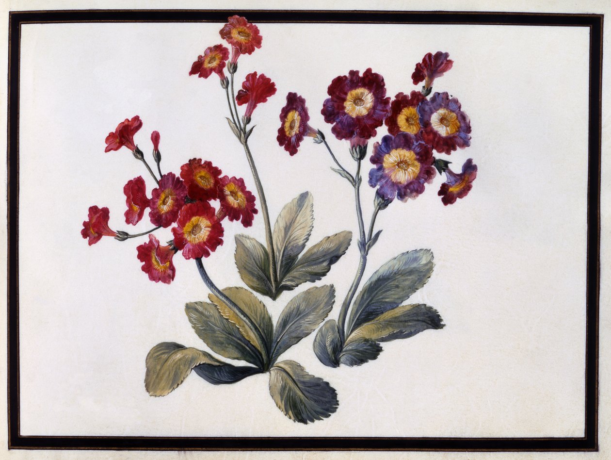 Auricula, ca. 1690 door Claude Aubriet