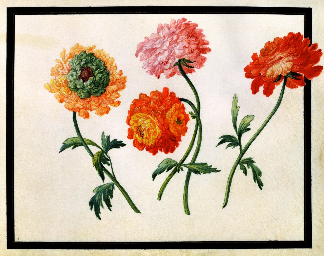 Chrysanten door Claude Aubriet