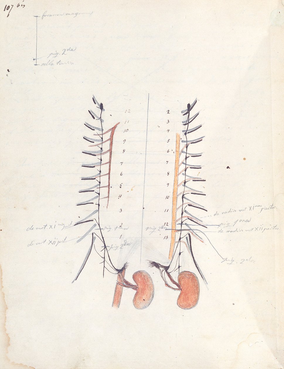 De nieren, ca. 1843 door Claude Bernard