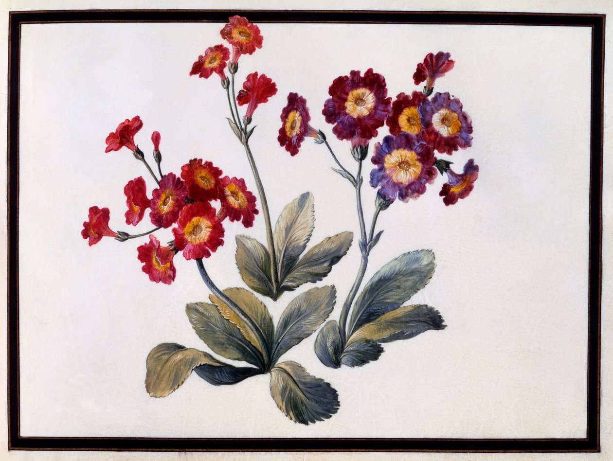Auricula door Claude Aubriet