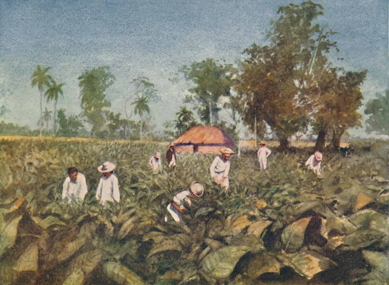 Tabaksplantage, Cuba, 1916 door Claude Pratt