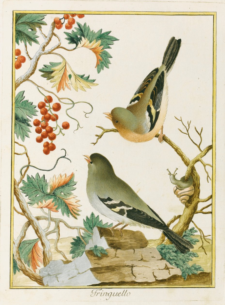 Fringuello Vink. Uit Ornitologia dell