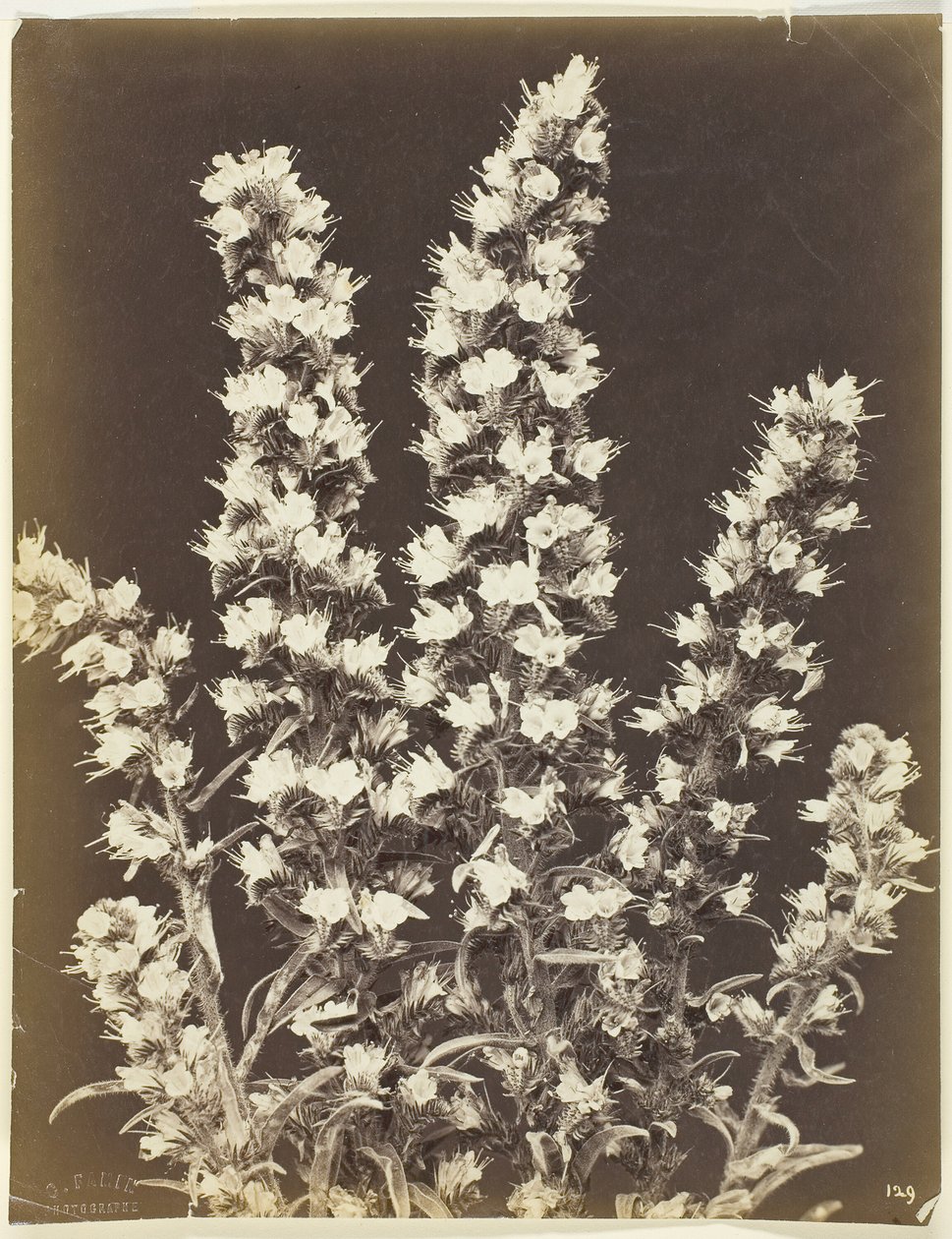 Zonder titel [bloeiende plant], c. 1870 door Constant Alexandre Famin