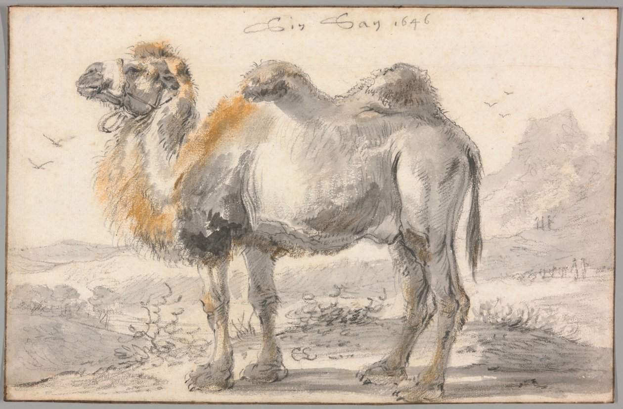 Een Kameel door Cornelis Saftleven