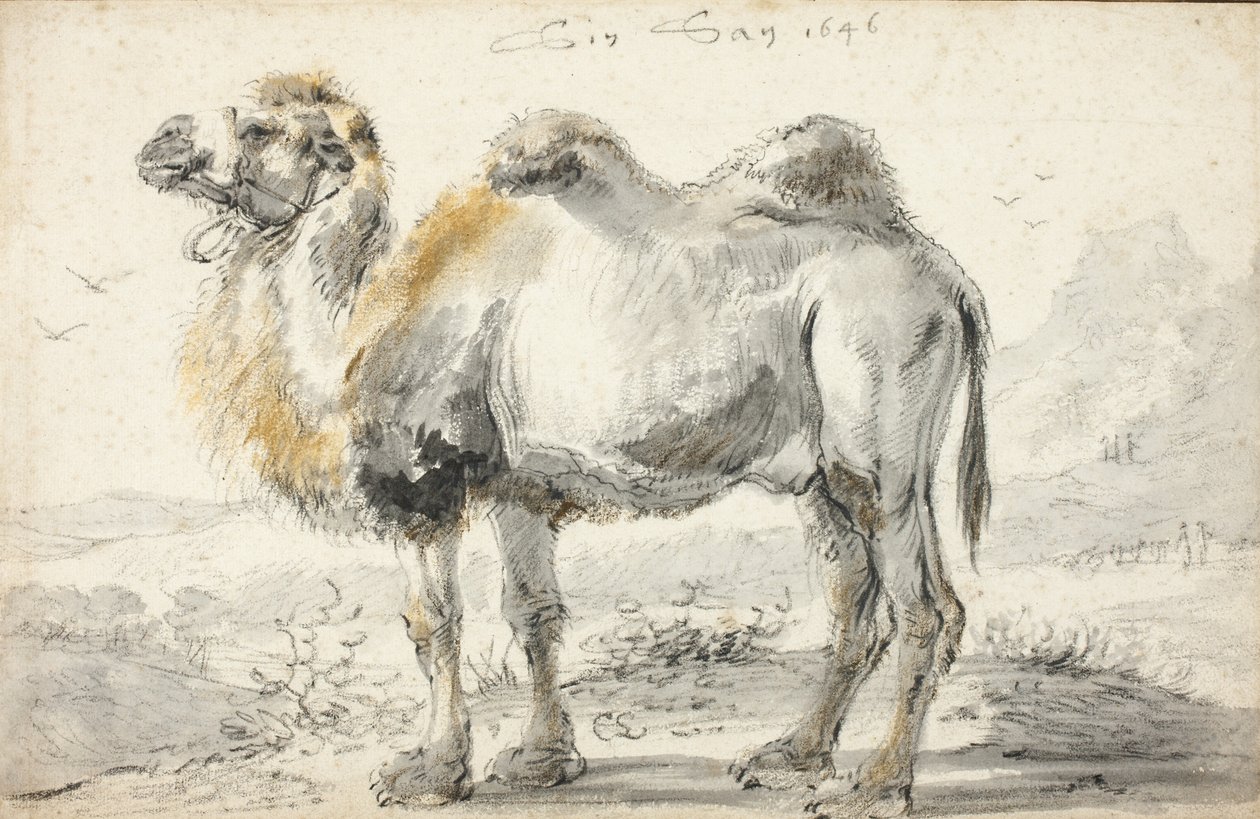 Een kameel door Cornelis Saftleven