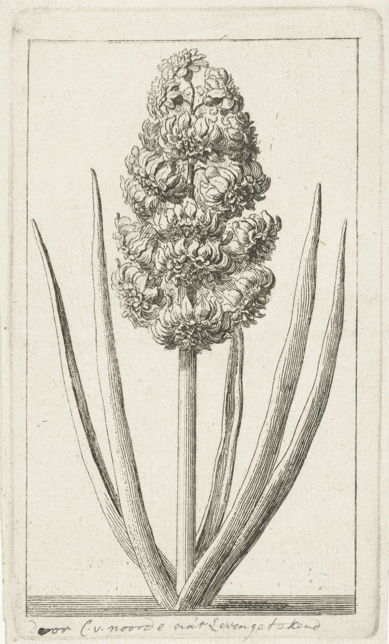 Hyacint door Cornelis van Noorde