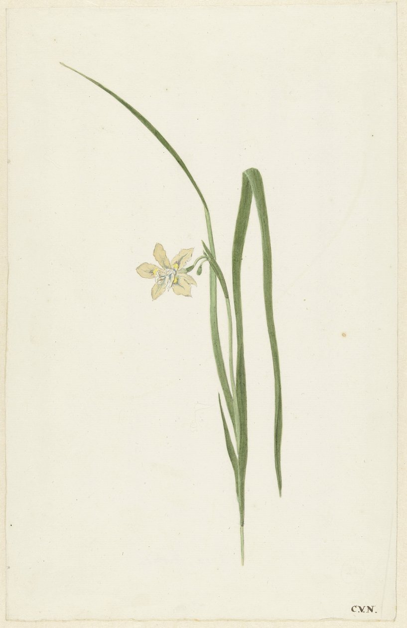 Iris door Cornelis van Noorde