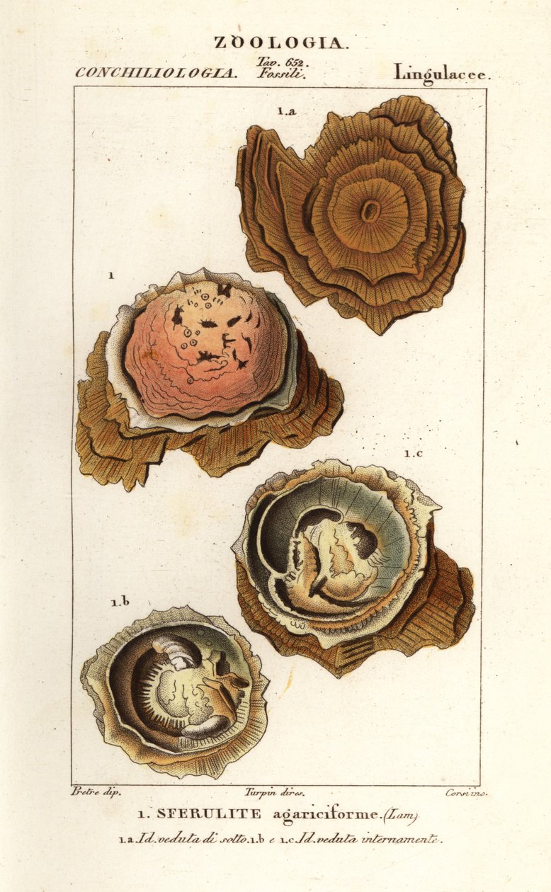 Spherulites agariciformis door Corsi Corsi