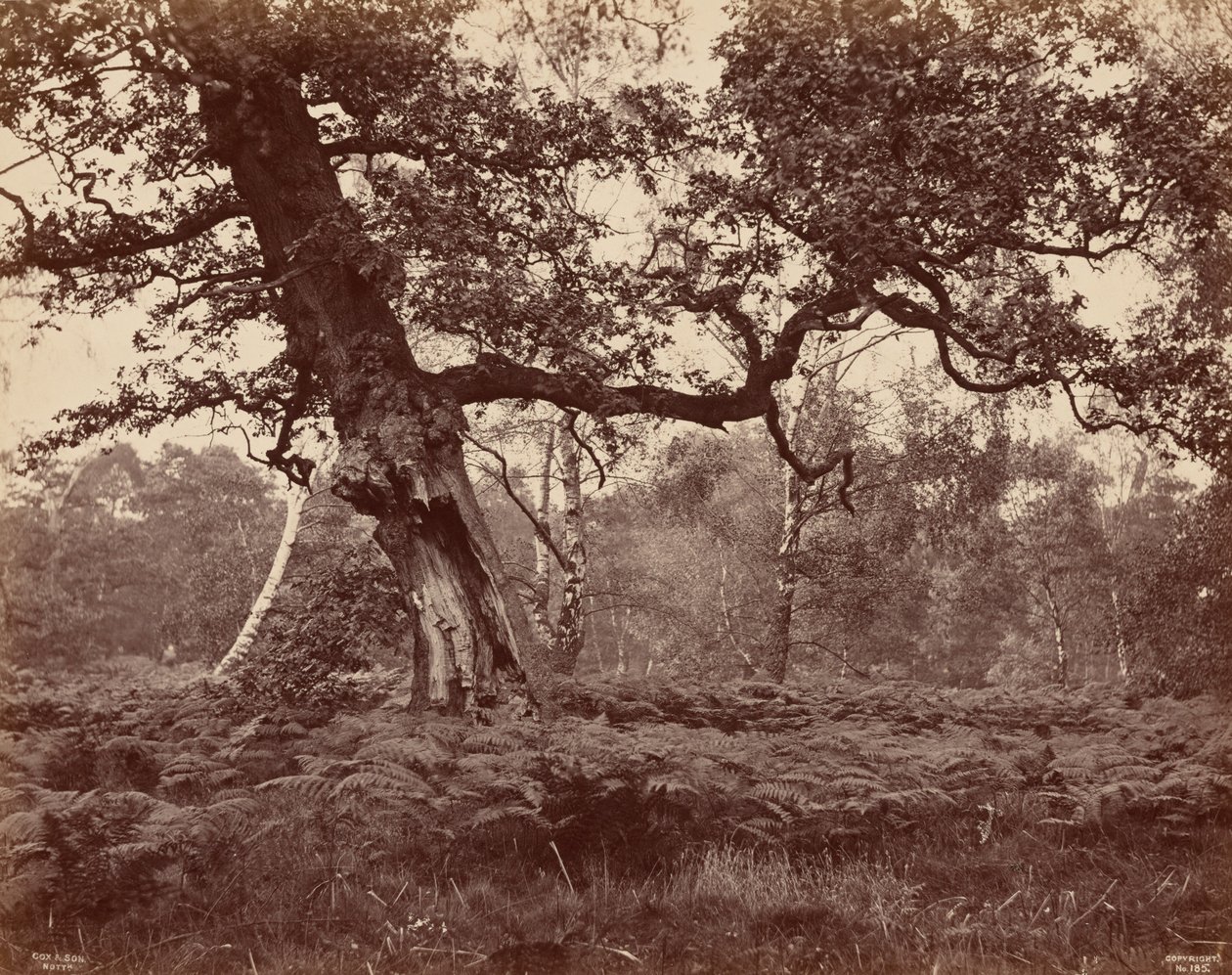 Boomstudie,c. 1870 (foto) door Cox & Son