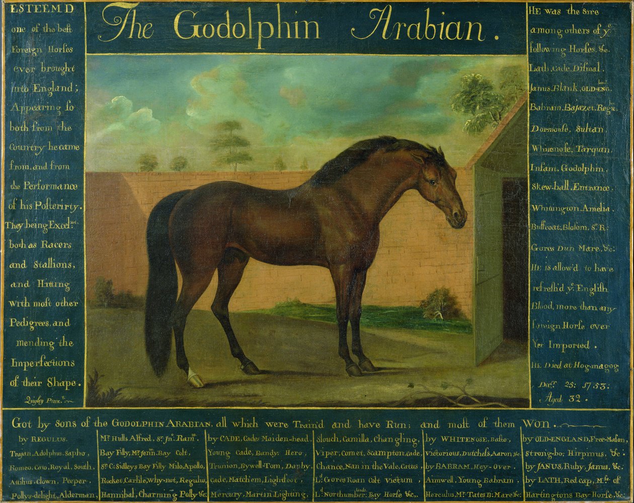 De Godolphin Arabier door D. Quigley