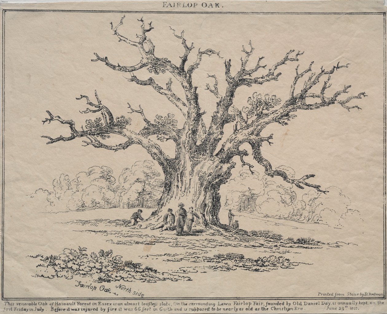 Fairlop Oak, 1811 door D. H. Redman