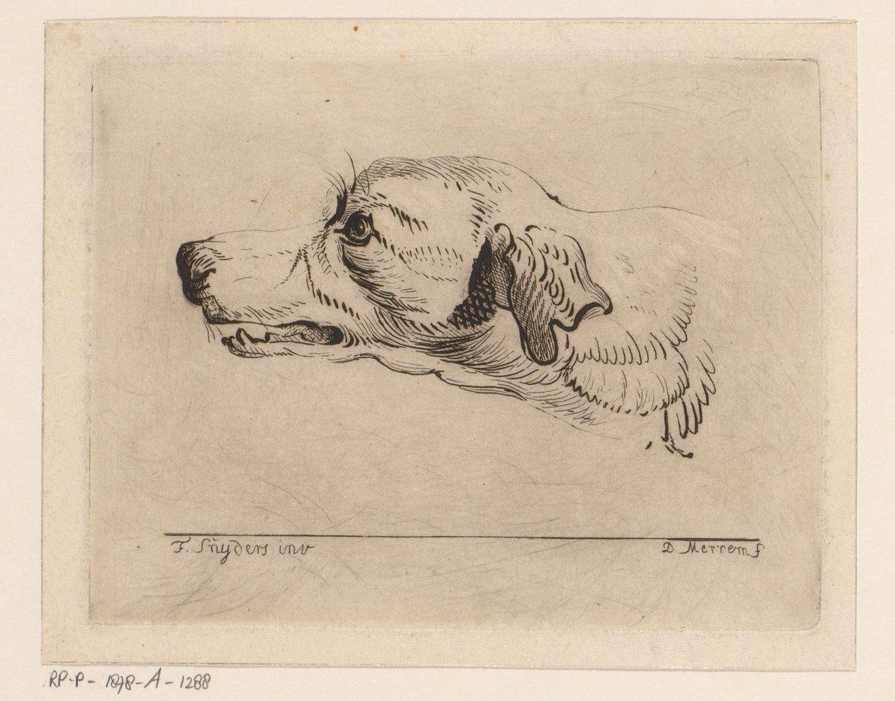 Kop van een hond door D. Merrem