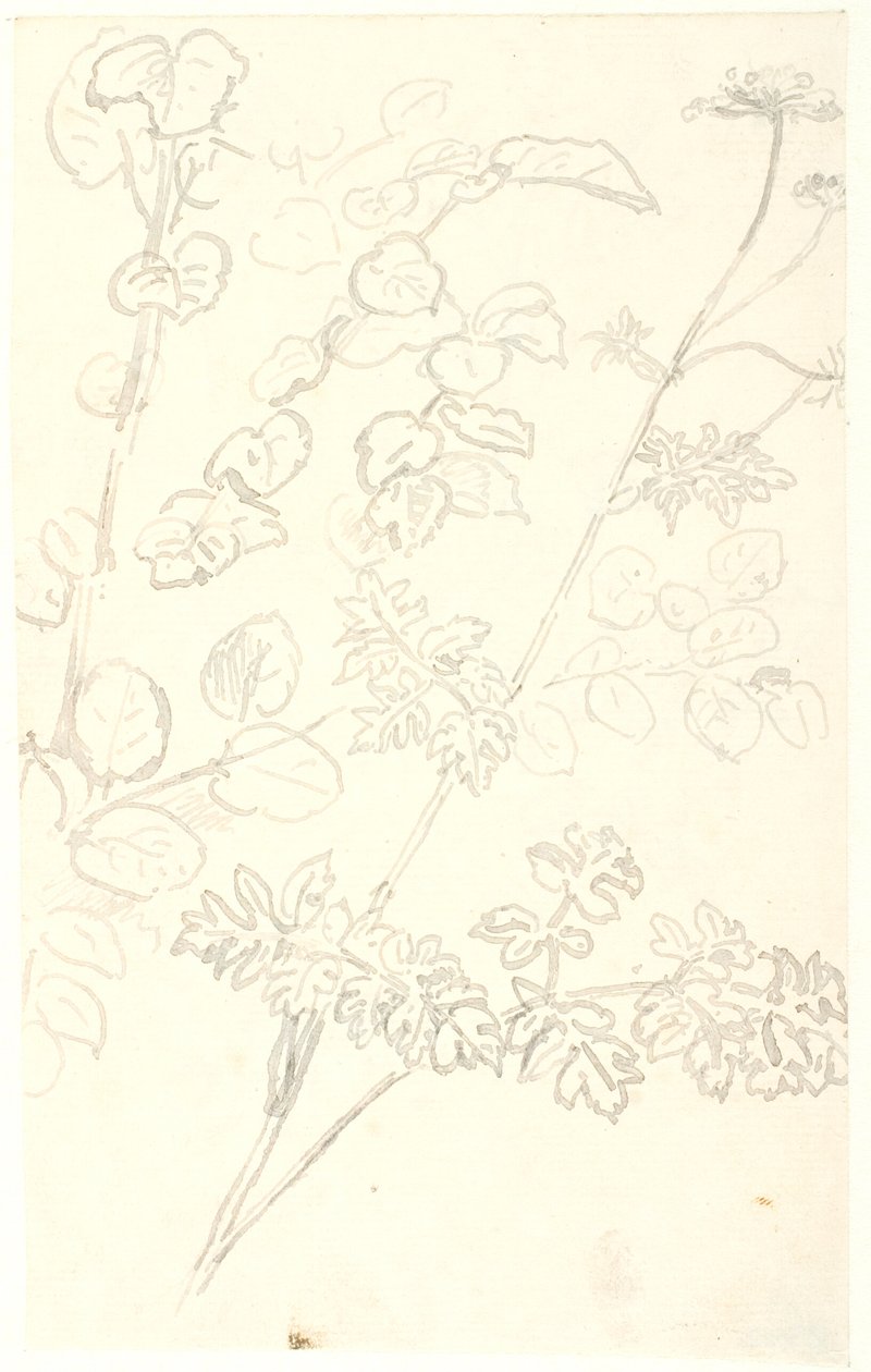 Plantenstudies door Dankvart Dreyer