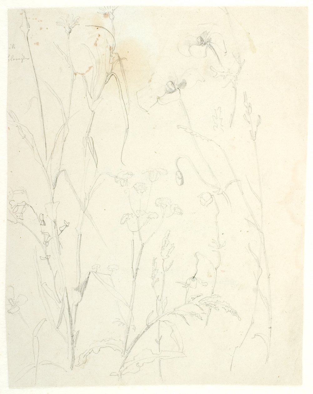Plantstudies door Dankvart Dreyer