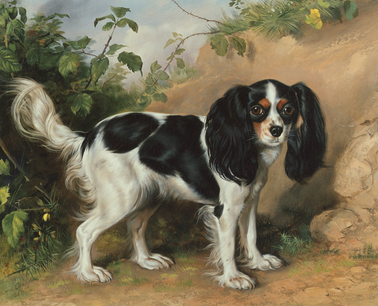 King Charles Spaniel door David Cunliffe