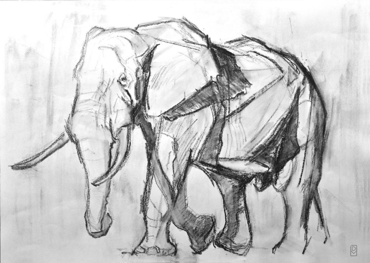 Afrikaanse Stier Olifant, 2019 door David Mayer